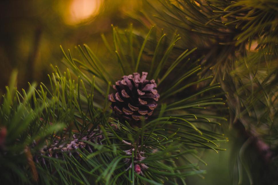 Free Image of A close-up of a pine cone on a pine tree branch 