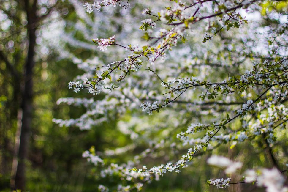 Free Image of Blossom branches of a tree in springtime with sunlight. 