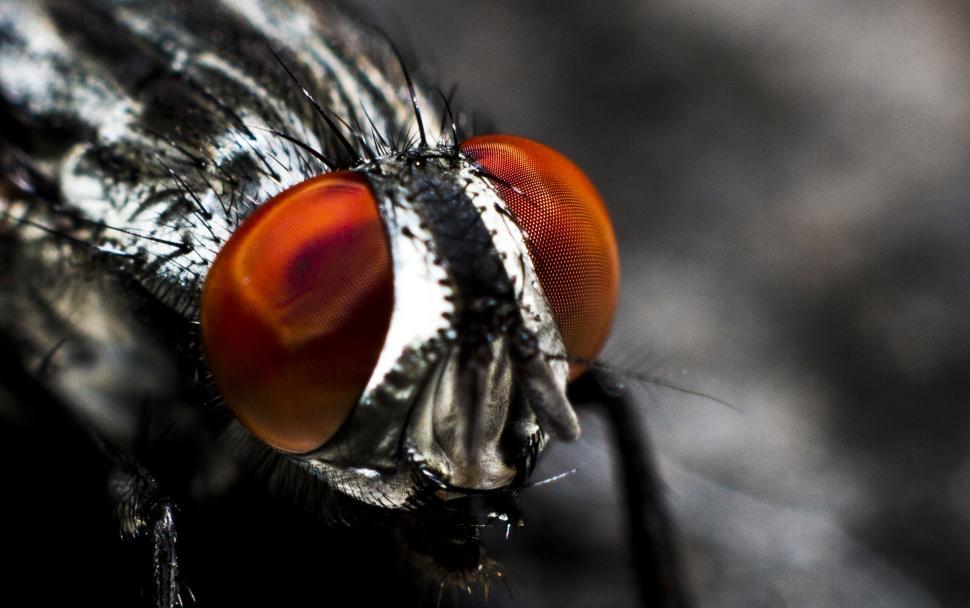 Free Stock Photo of Macro shot of a fly with detailed eyes and body ...