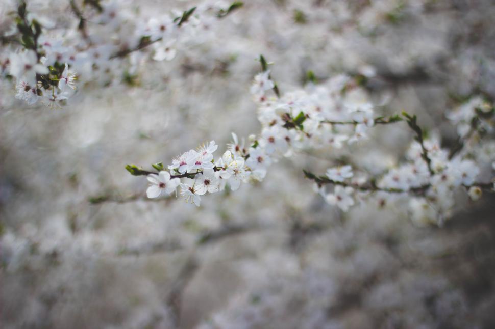 Free Image of Branch with small white blossoms and blurred background. 