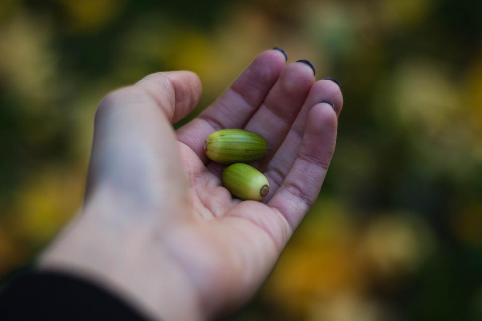 Free Image of Hand holding two small green acorns with blurred background 