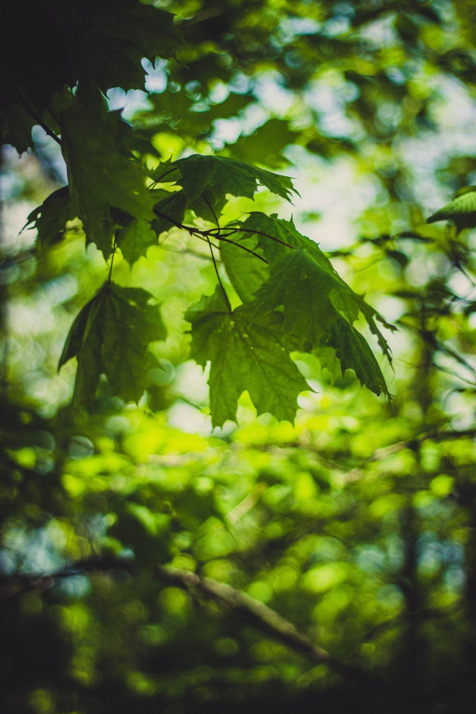 Free Image of Close-up of vibrant green leaves against a sunlight backdrop 