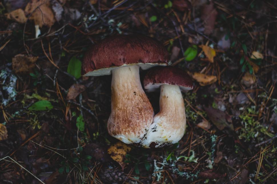 Free Image of Two mushrooms growing from the forest floor in the woods 