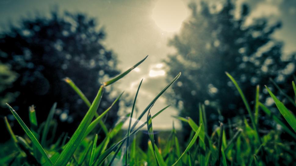 Free Image of Close-up of green grass with sun shining in the background 