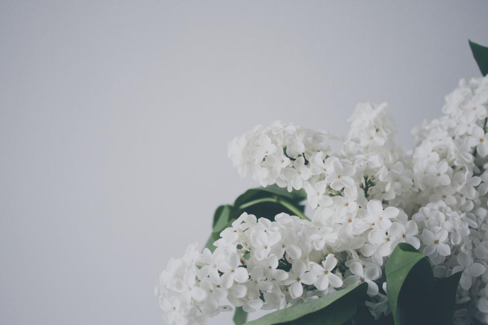 Free Image of White lilac flowers blooming against a plain background 