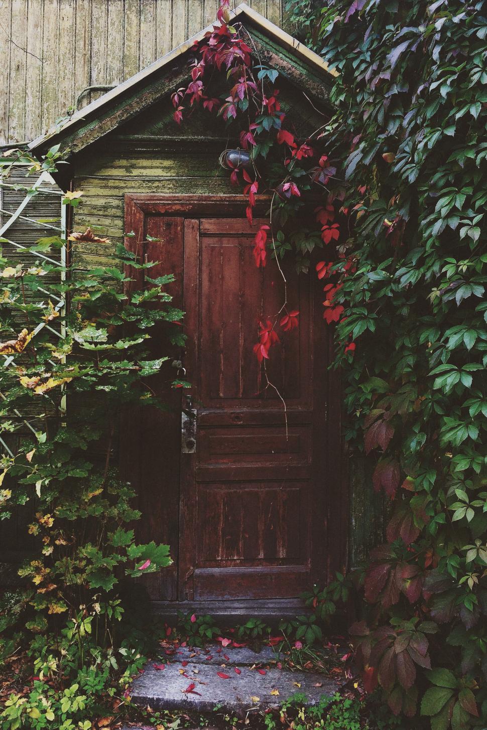 Free Image of Rustic wooden door surrounded by lush green ivy plants 