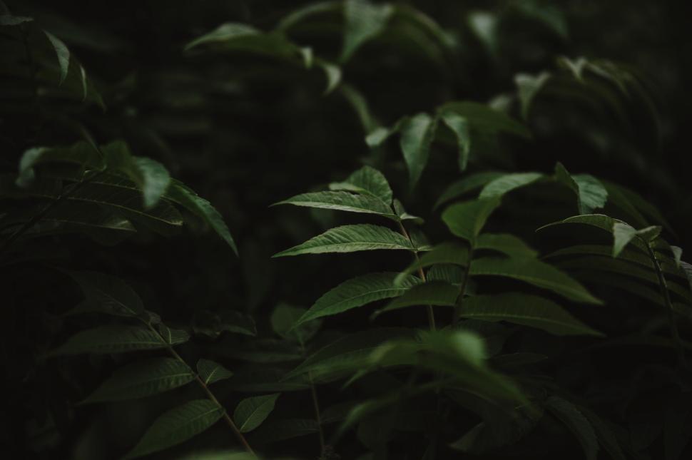 Free Image of Dark green leaves in dim light with focused leaf center 