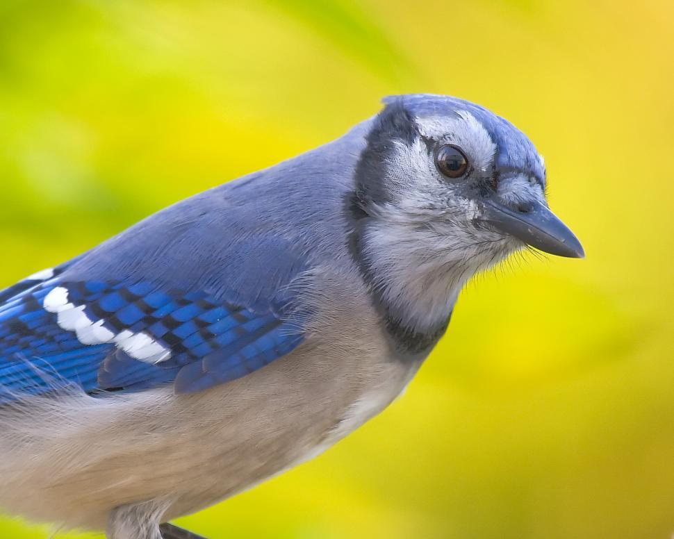 Jay Clipart Realistic Bird - Easy Blue Jay Drawing - Free Transparent PNG  Clipart Images Download