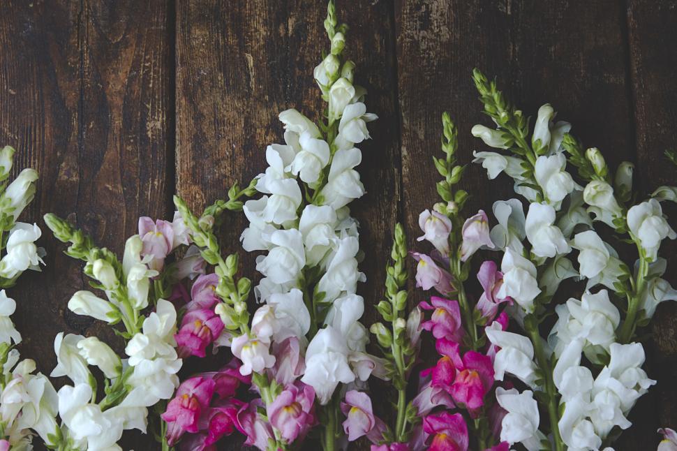 Free Image of Vibrant white and pink flowers against wooden background. 
