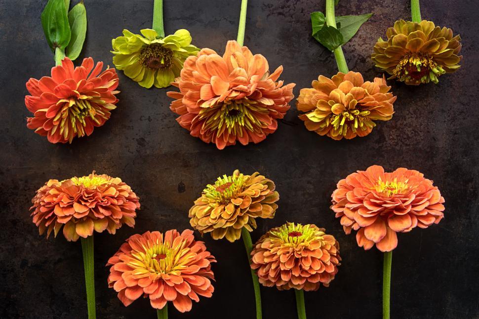 Free Image of Orange and yellow zinnia flowers arranged on dark background 