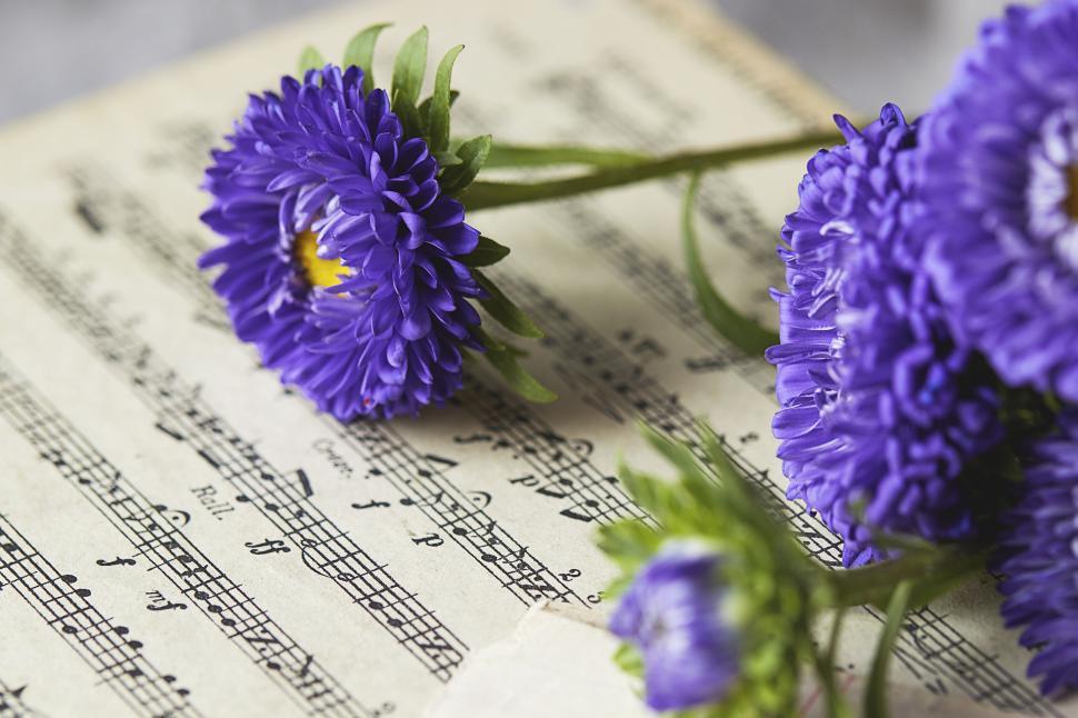 Free Image of Purple aster flowers on sheet music pages in bright light 