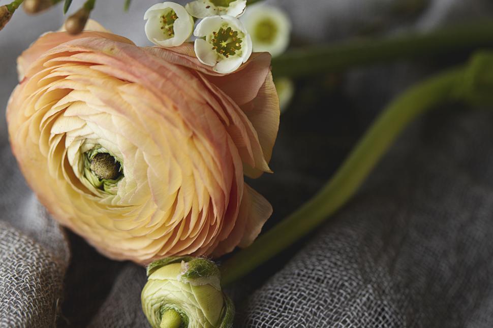 Free Image of Close-up of peach-colored flower and white blossoms 