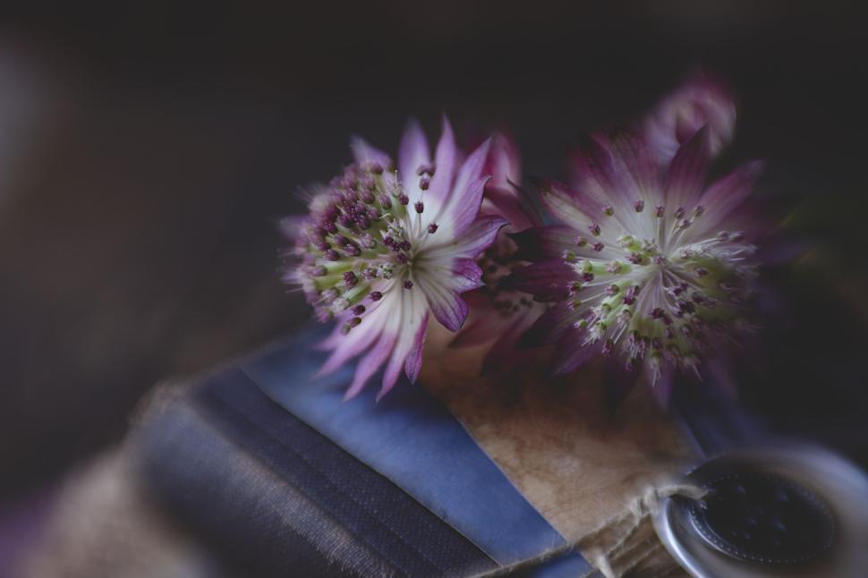 Free Image of Two pink and white flowers on a blue and brown surface. 