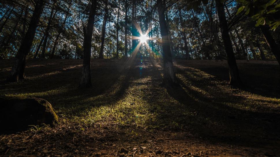 Free Image of Sunlight streaming through forest creating long shadows. 