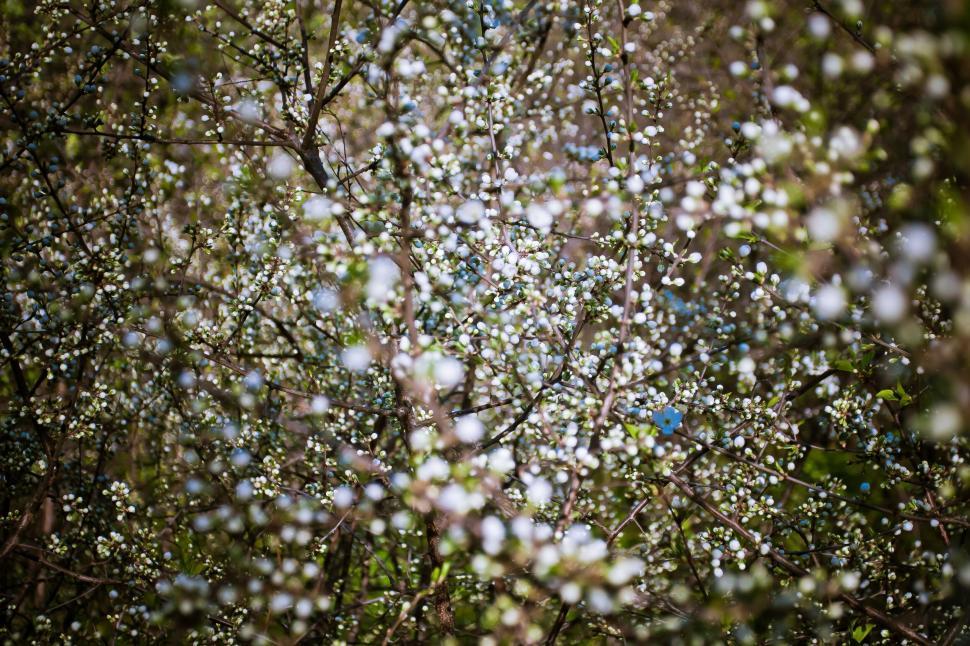 Free Image of Blossoming branches with white flowers and green leaves 