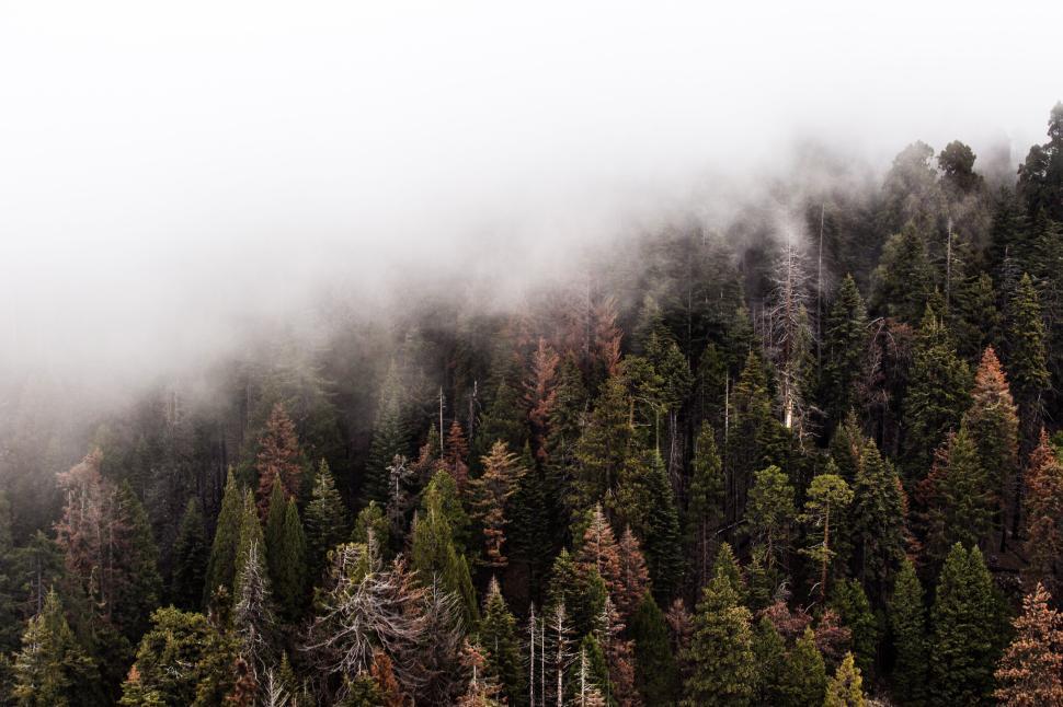 Free Image of Fog covering dense forest offering mystical, serene view 