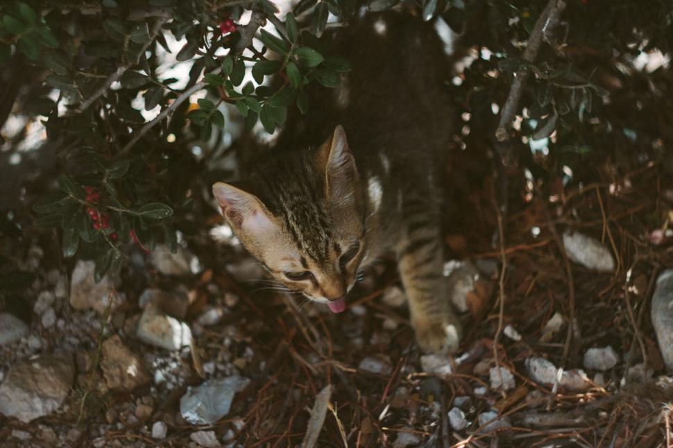 Free Image of Kitten exploring under a bush on a rocky ground outside 