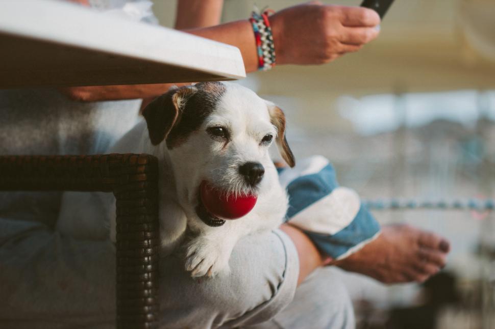 Free Image of Small dog holding red ball, sitting on person’s lap 
