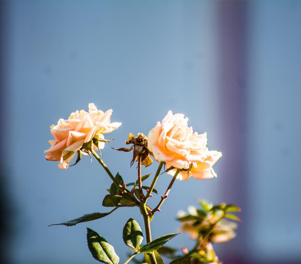 Free Image of Delicate peach roses in full bloom against a soft sky. 