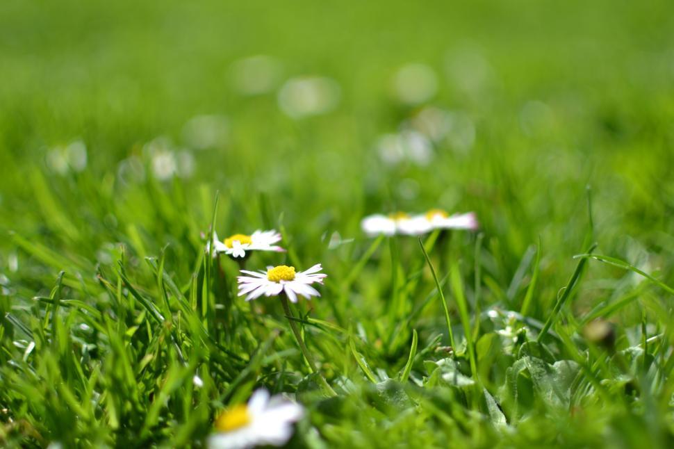Free Image of Close-up of daisies blooming in a vibrant green meadow. 