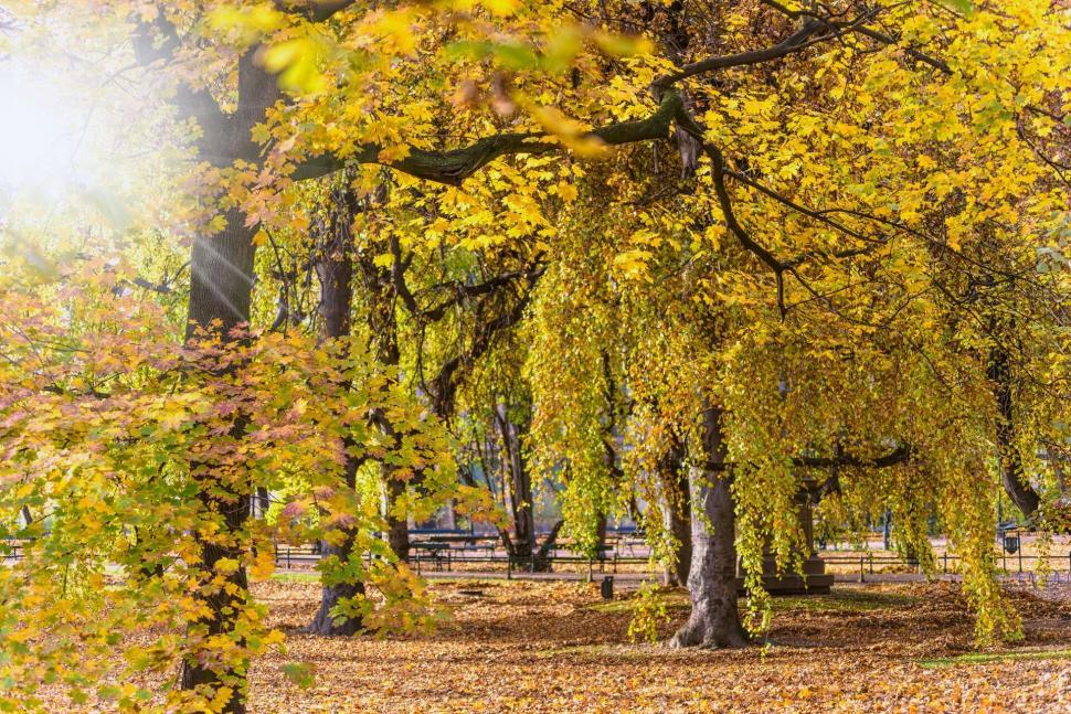 Free Image of Sunny autumn park with yellow and orange foliage 