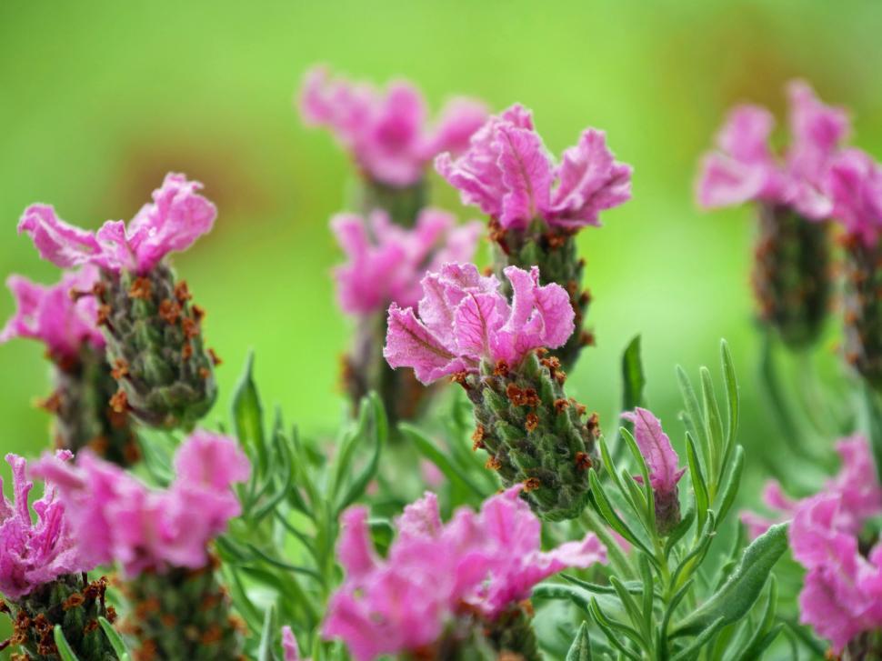Free Image of Spanish Lavender Flowers 