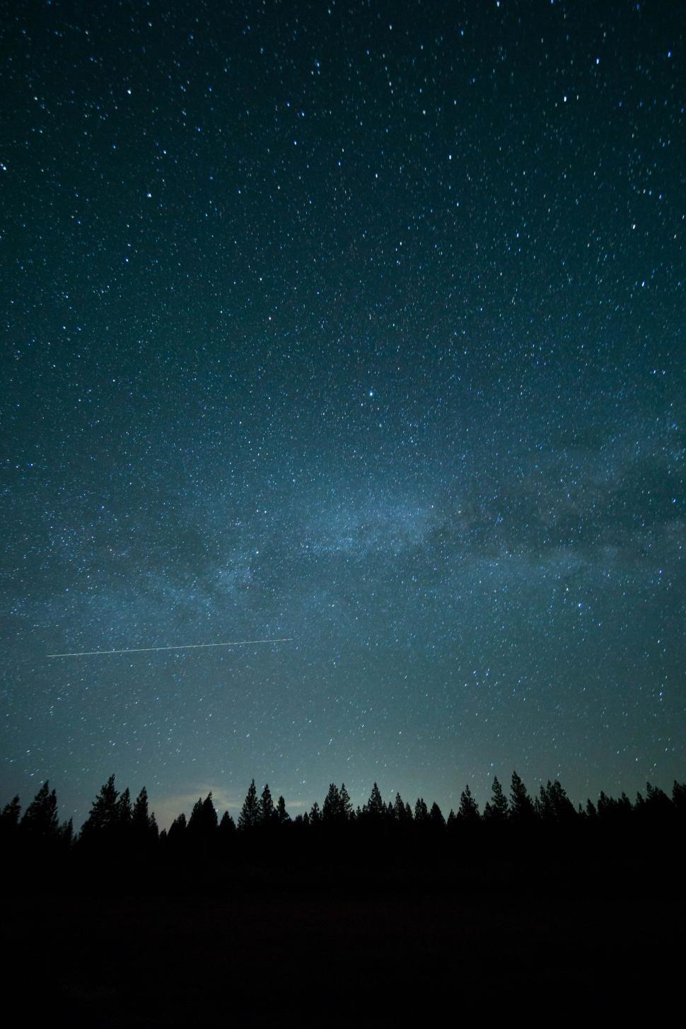 Free Image of Starry night sky over dark silhouette of forest trees 