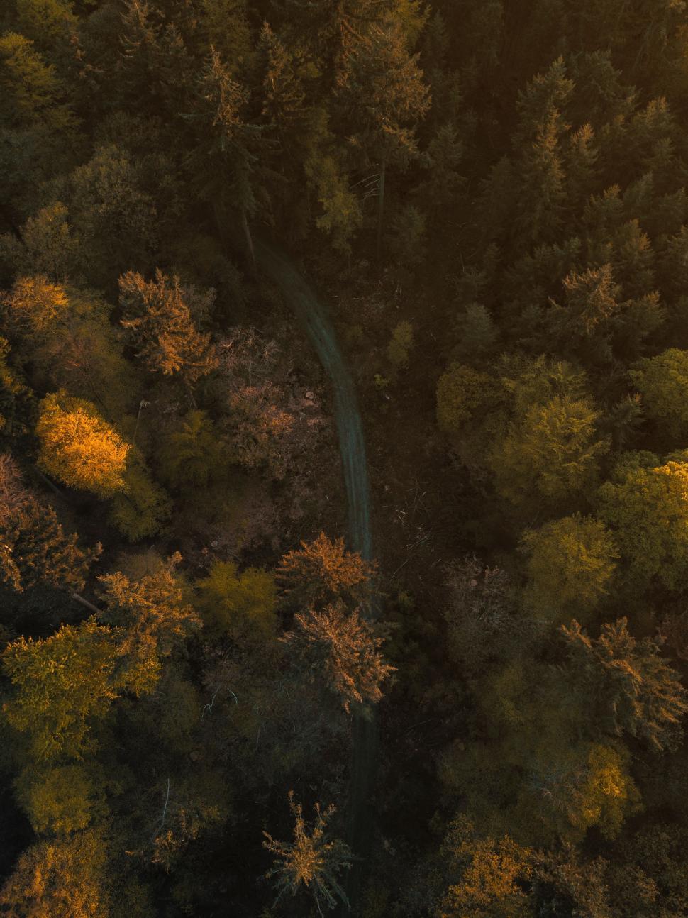 Free Image of Aerial view of a forest pathway during golden hour light 