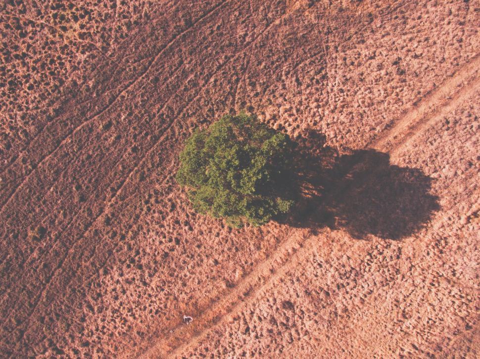 Free Image of Aerial shot of a single tree in vast, dry landscape setting 