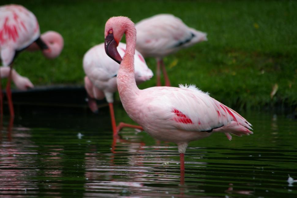 Free Image of Group of Flamingos Standing in Water 