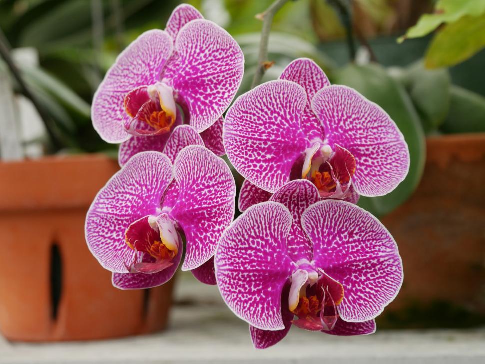 Free Image of Phalaenopsis Leopard Prince Orchid 