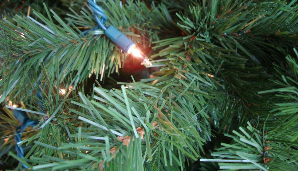 Free Image of Christmas tree branch 