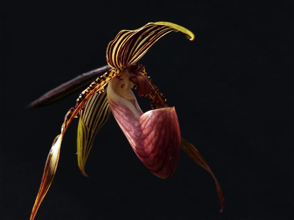 Free Image of Paphiopedilum glanduliferum Orchid Flower 
