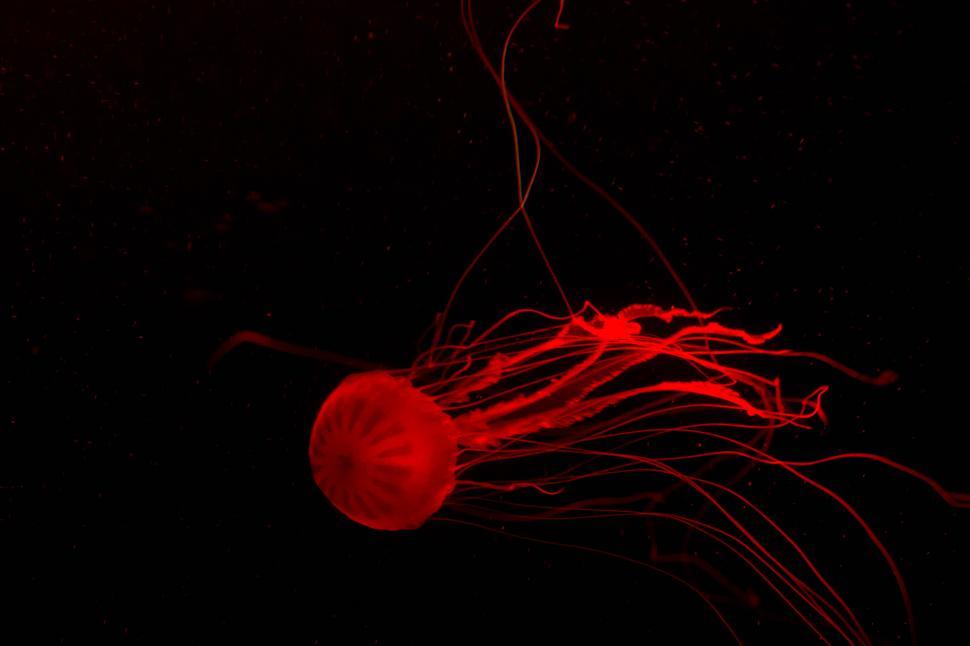 Free Image of Jelly Fish 