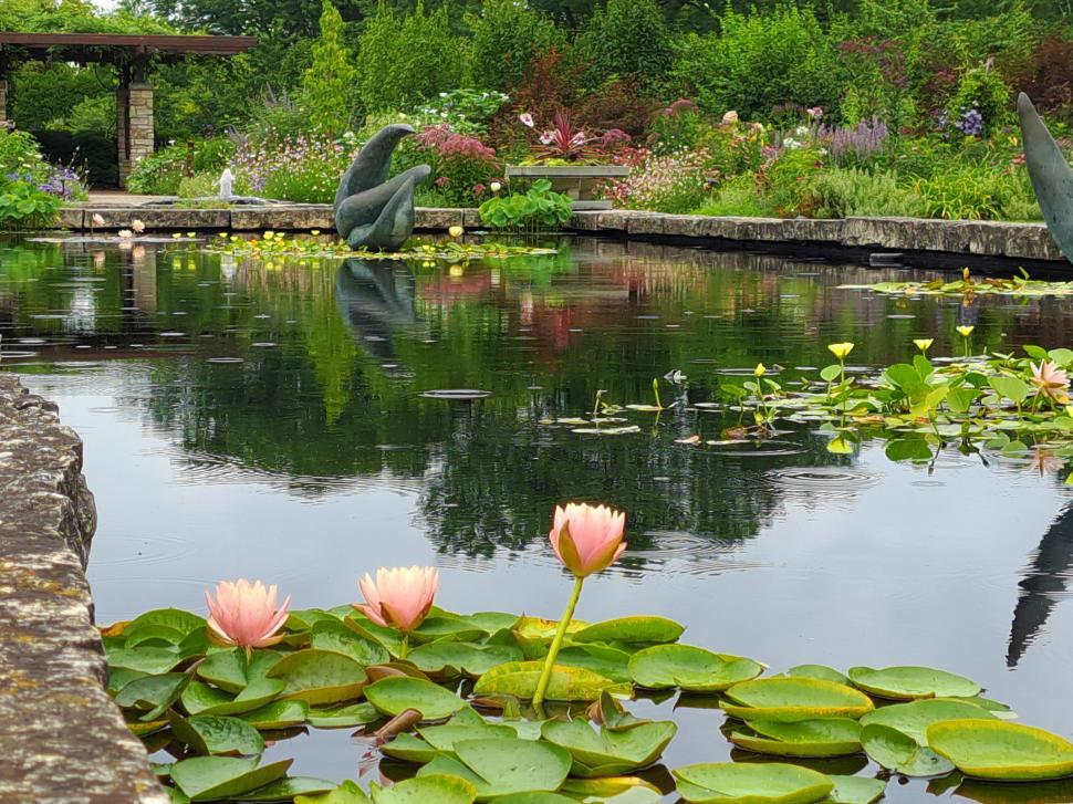 Free Image of Garden Pond 