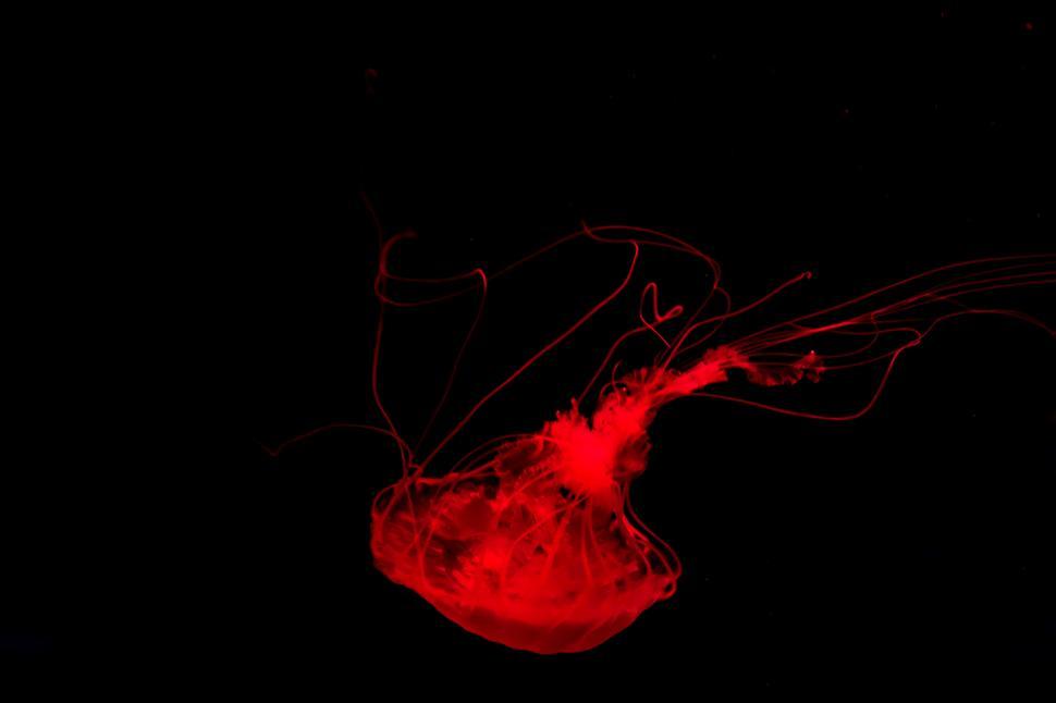 Free Image of Jelly Fish 