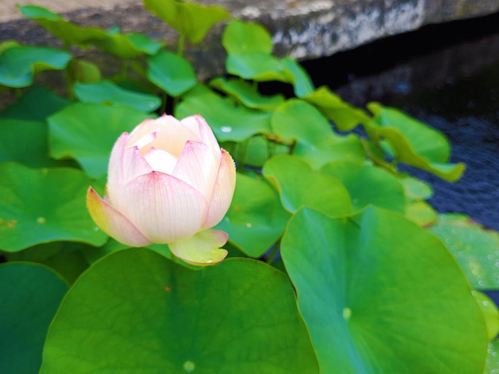 Free Image of Water Lily 
