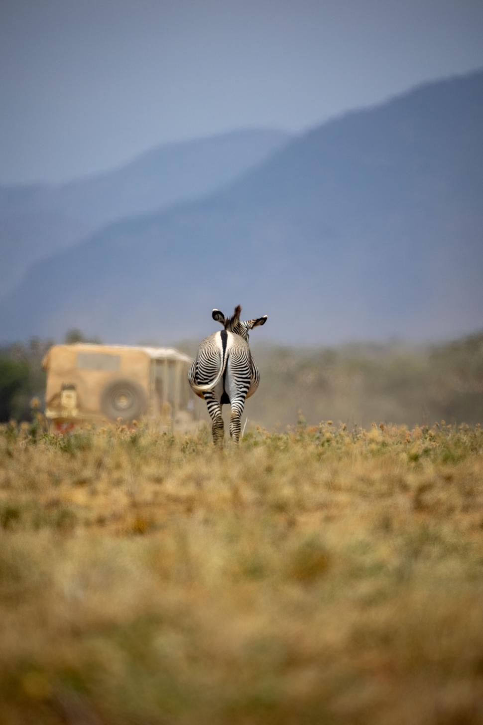 Free Image of Back view of a zebra cruising the savannah with vehicle 