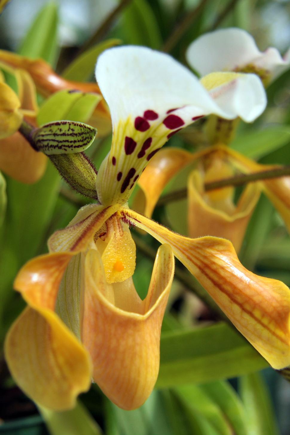 Free Image of Paphiopedilum gratrixianum Orchid 
