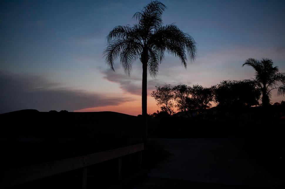 Free Image of Palm tree silhouette at dusk with dark sky backdrop. 