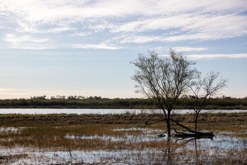 Free Image of Lonely tree standing in a flooded marshland by the lake 
