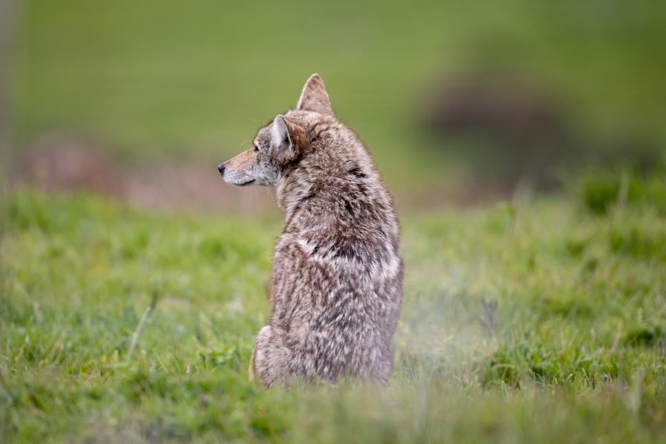 Free Image of Lone coyote sitting attentively on green grassy land. 