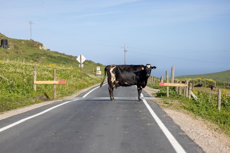 Free Image of Black and white cow standing alone on a sunny road 