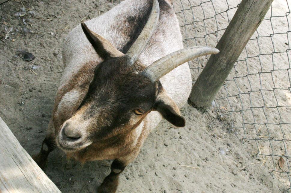 Free Image of Goat Standing Next to Wooden Fence 