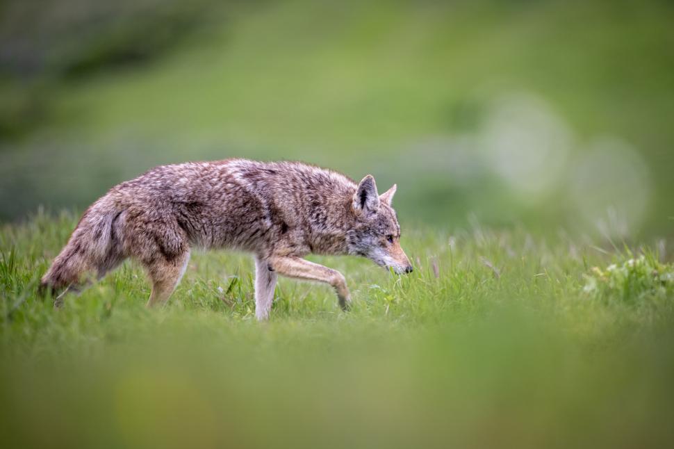 Free Image of Coyote walking through green grass with focused expression 