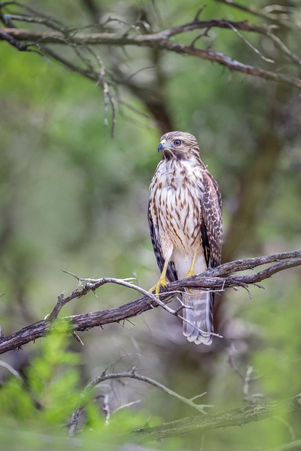 Free Image of Hawk perched on branch, observing surroundings keenly 
