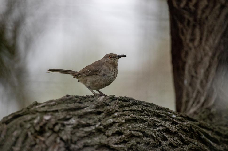 Free Image of Small brown bird perched on a tree bark surface 