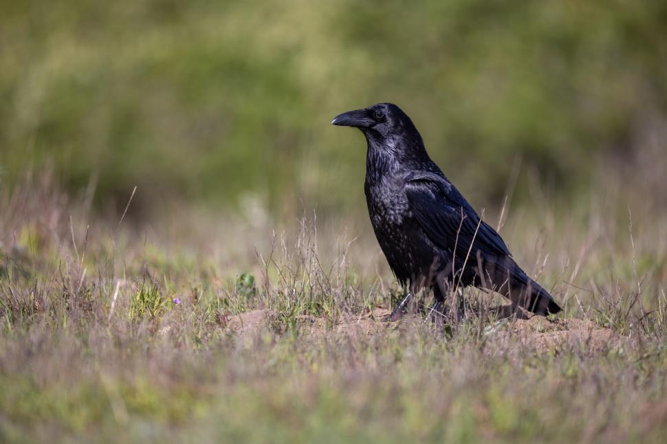 Free Image of A black crow standing on the grass in overcast weather 