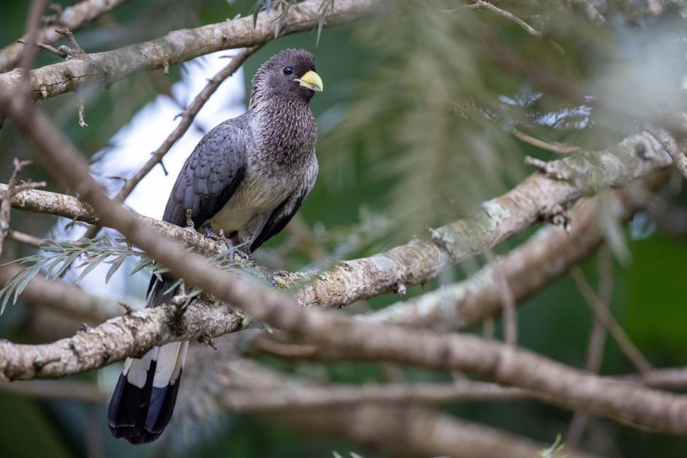 Free Image of Exotic bird with yellow beak perched on lush tree branch 