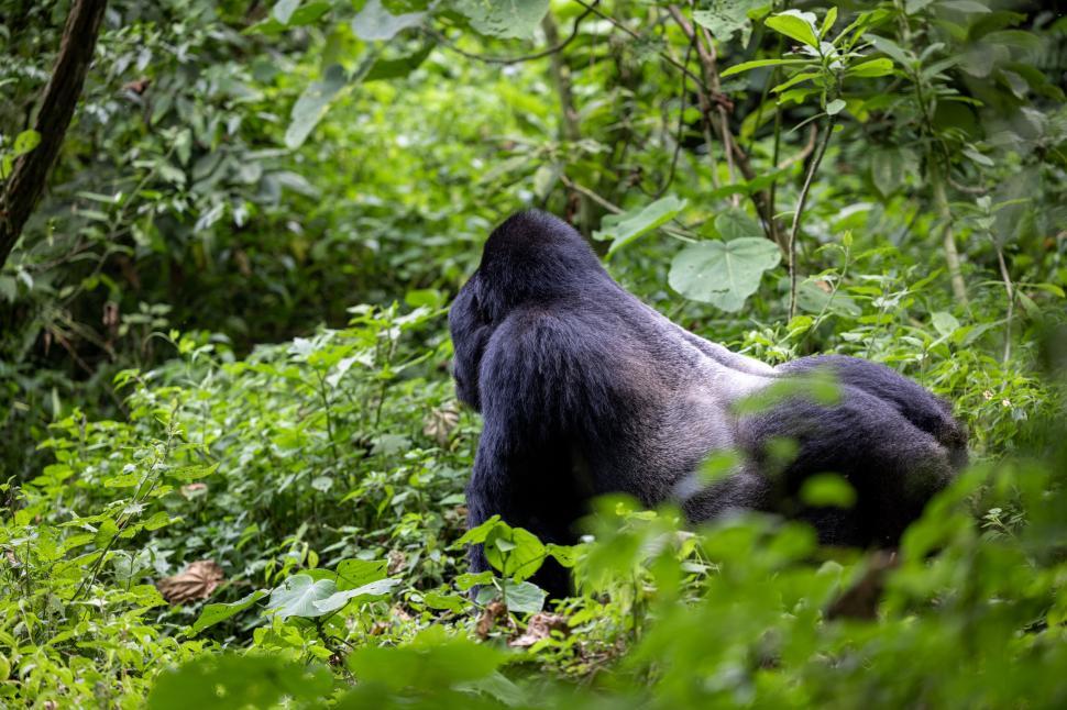 Free Image of Back of a gorilla sitting in dense green forest foliage. 